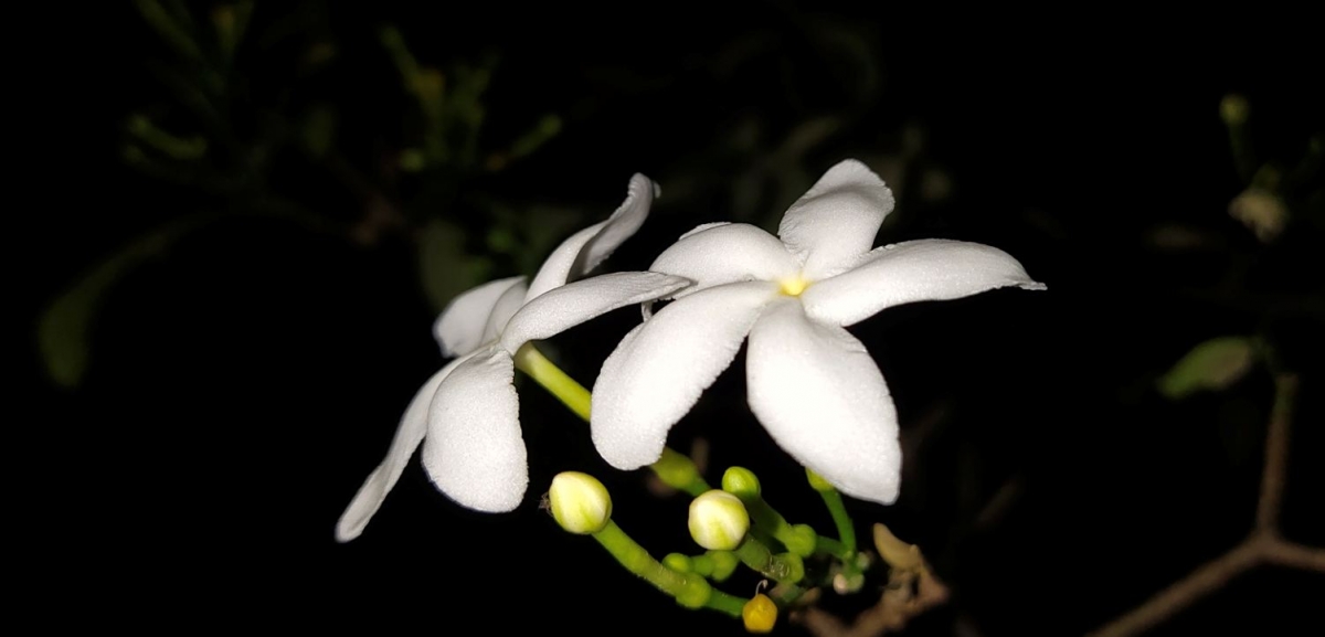 Vivo, V15 Pro, review, camera, India, launch, price