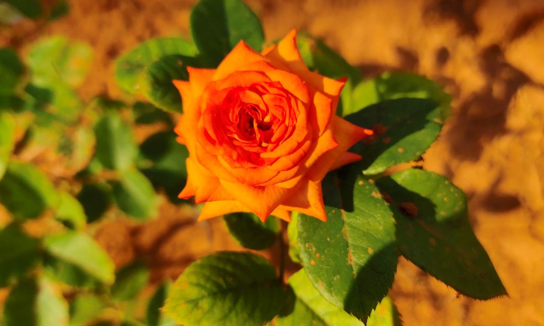 Vivo, V15 Pro, review, camera, India, launch, price