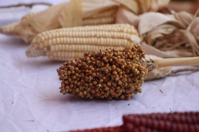 Desi Beej Mahotsav