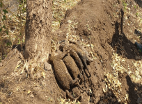 dead leopard cubs