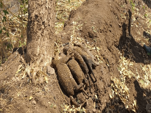 The 10-week-old leopard cubs were charred to death when a farmer burnt the garbage they were in thinking that a snake was in it dead leopard cubs