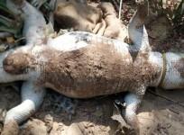 dead crocodile chennai