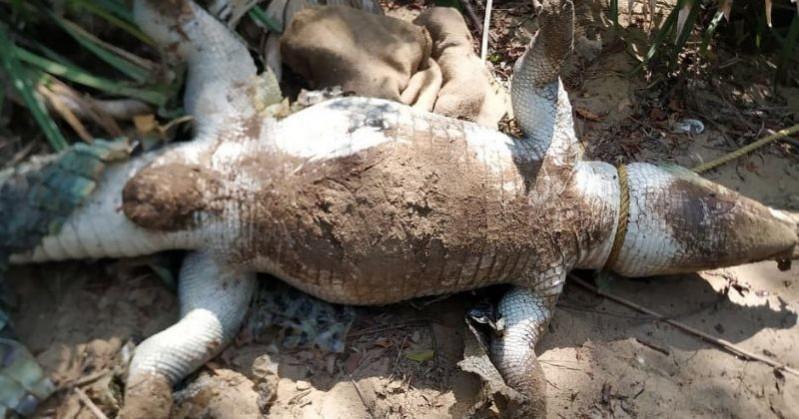 dead crocodile chennai