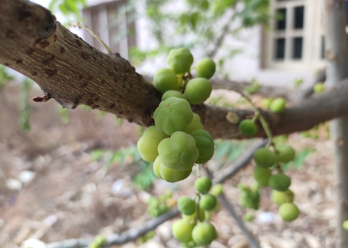 Xiaomi, Redmi Note 7 Pro, review, camera