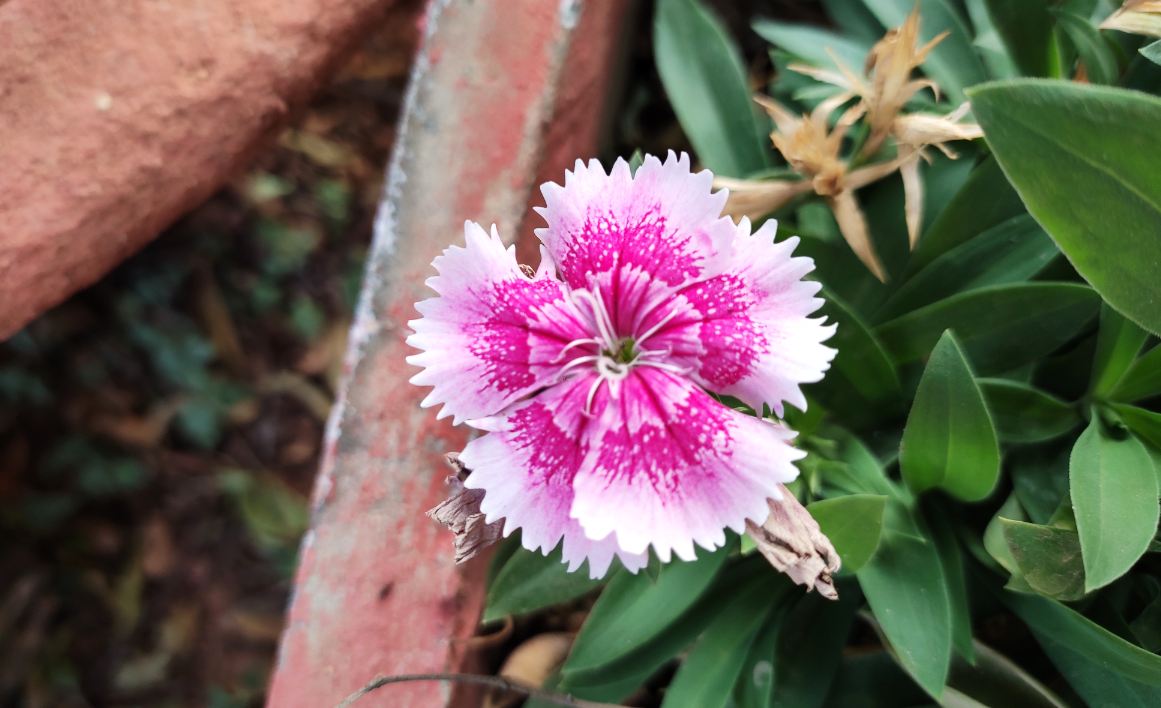 Xiaomi Redmi Note 7 Pro primary camera sample taken in the morning. Xiaomi, Redmi Note 7 Pro, India, launch, price, review, camera