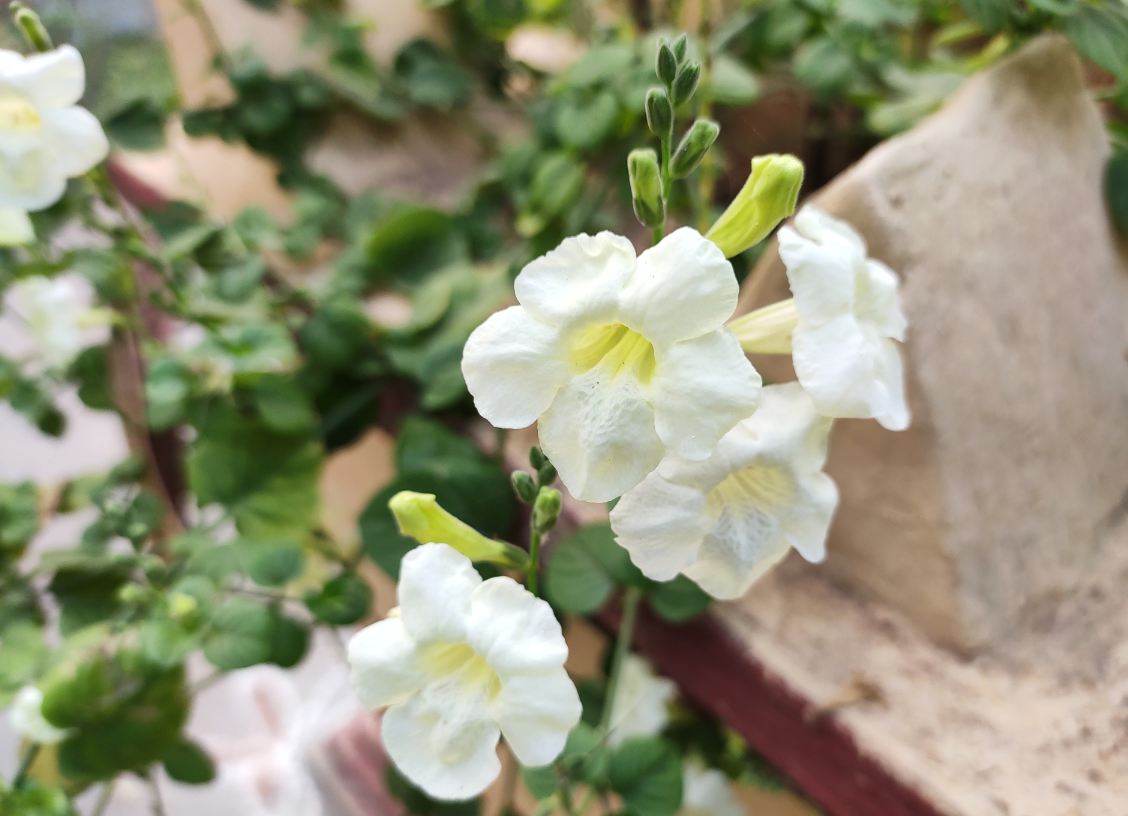 Xiaomi, Redmi Note 7 Pro, India, launch, price, review, camera