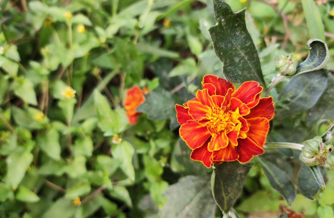 Xiaomi, Redmi Note 7 Pro, India, launch, price, review, camera