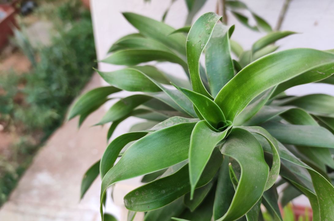 Xiaomi, Redmi Note 7 Pro, India, launch, price, review, camera