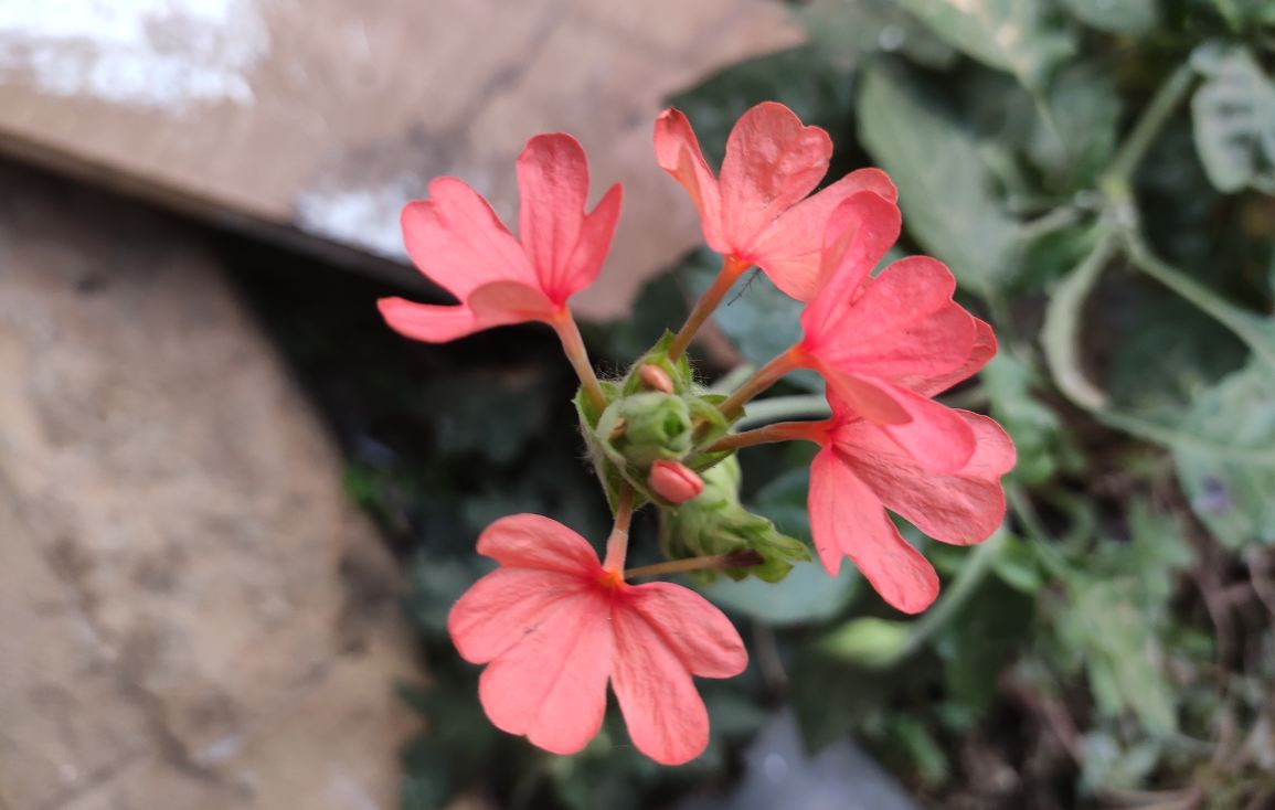 Xiaomi, Redmi Note 7 Pro, India, launch, price, review, camera