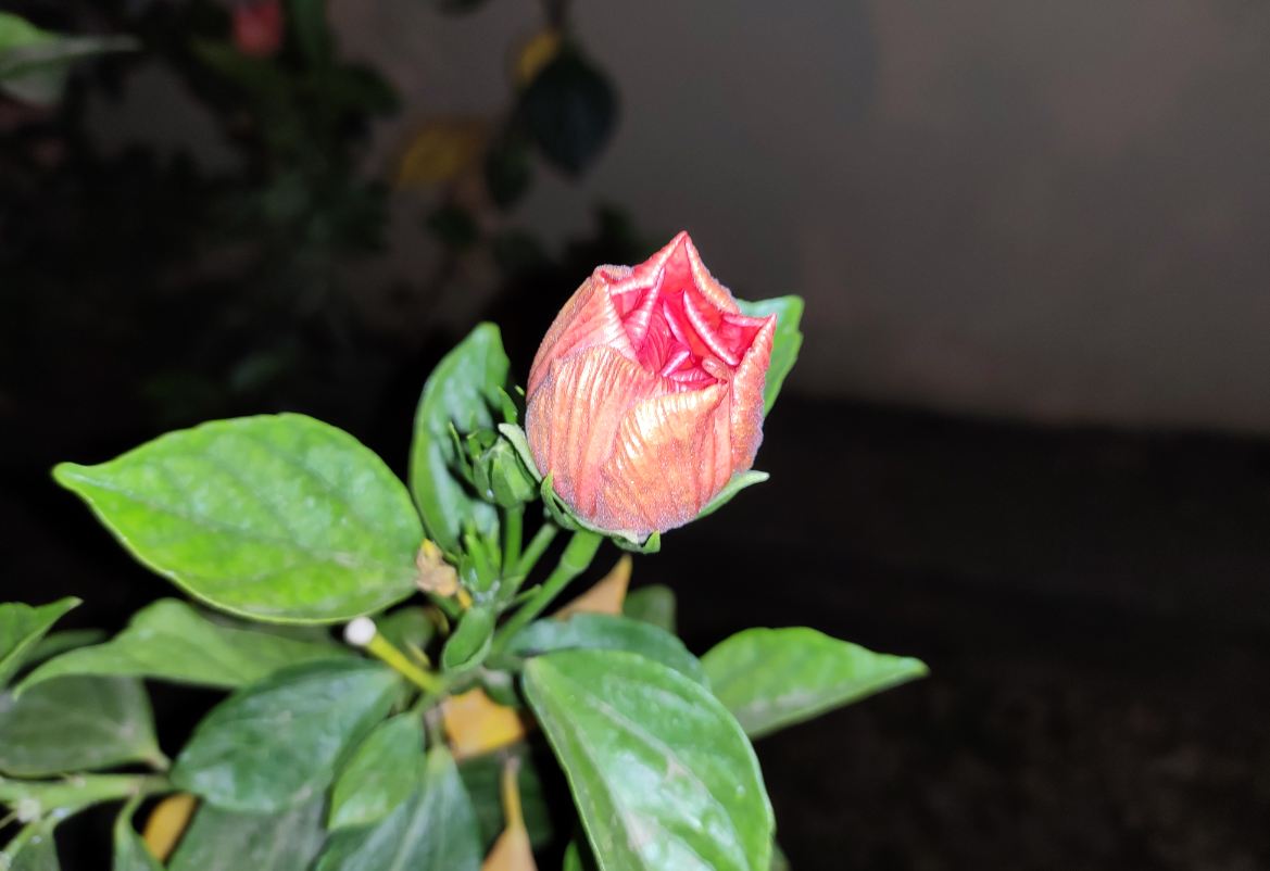 Xiaomi, Redmi Note 7 Pro, India, launch, price, review, camera