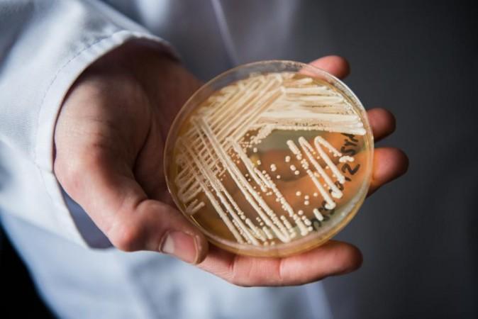 Candida auris infections have also been reported from India. Candida auris
