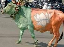 cow