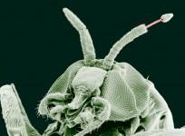 Black Fly, River blindness