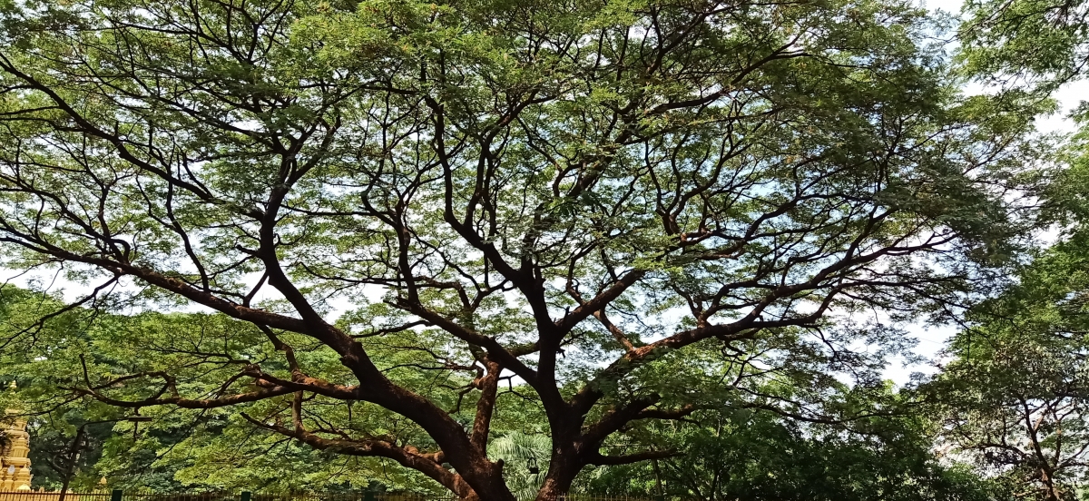 Oppo F11 Pro photo samples