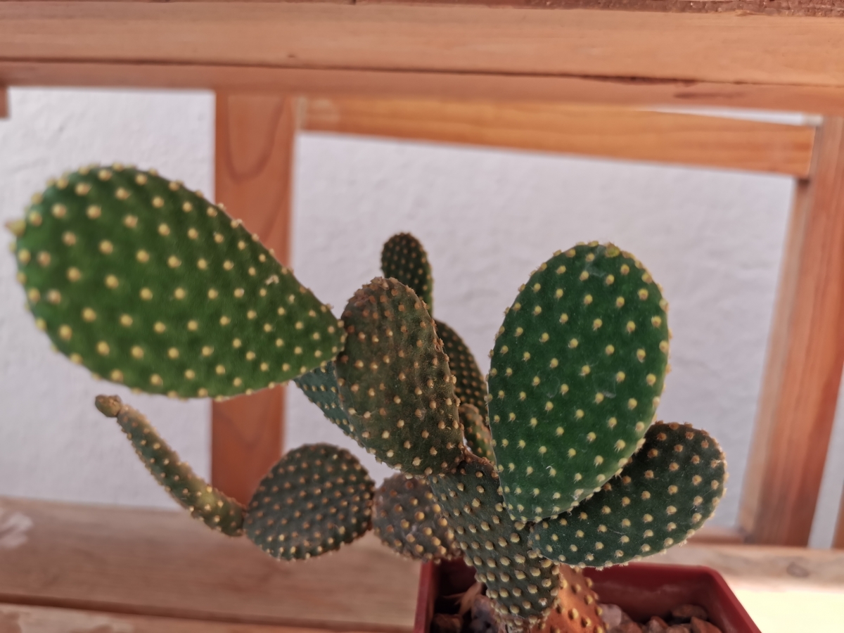 Huawei P30 Pro camera samples: Super macro mode