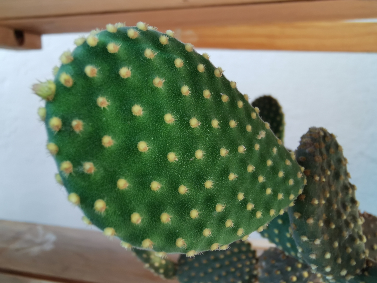 Huawei P30 Pro camera samples: Swipe right for super macro mode result Huawei P30 Pro camera samples: Swipe right for super macro mode result