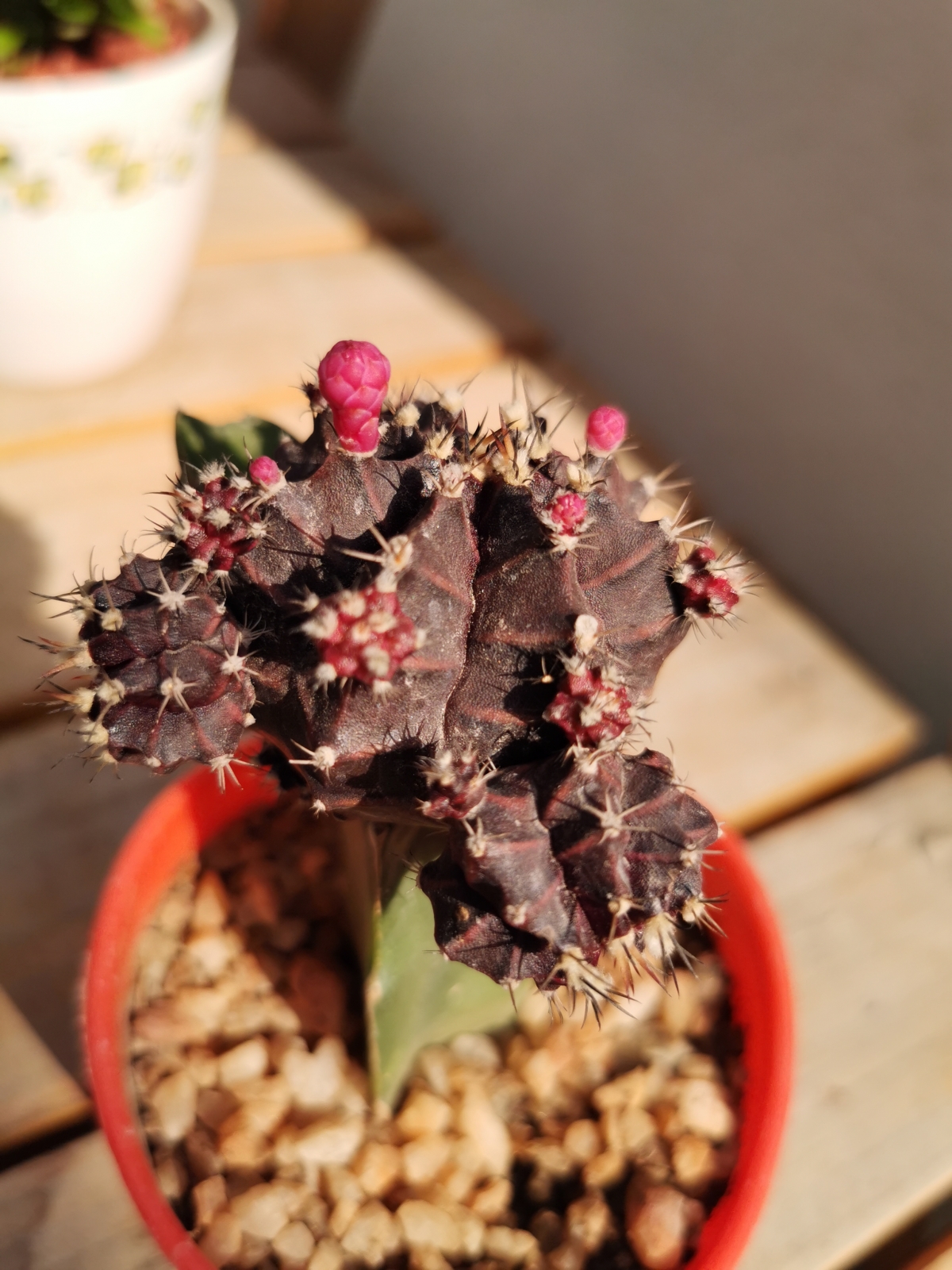 Huawei P30 Pro camera samples: Swipe right for super macro mode result