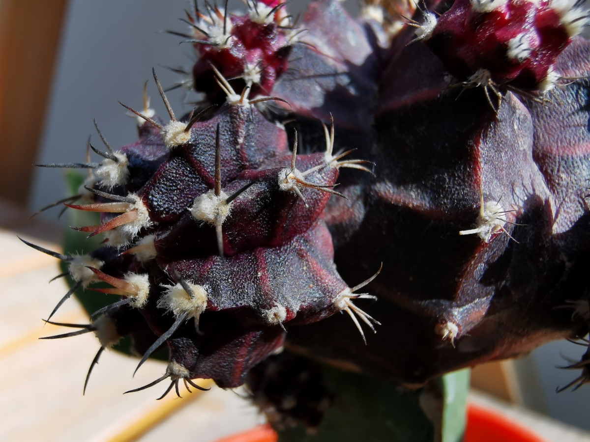 Huawei P30 Pro camera samples: Swipe right for super macro mode result Huawei P30 Pro camera samples: Swipe right for super macro mode result