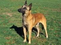Belgian Malinois