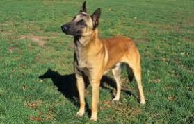 Belgian Malinois dogs or the working dog was also used in Operation Neptune by the US Navy to kill Osama Bin Laden Belgian Malinois