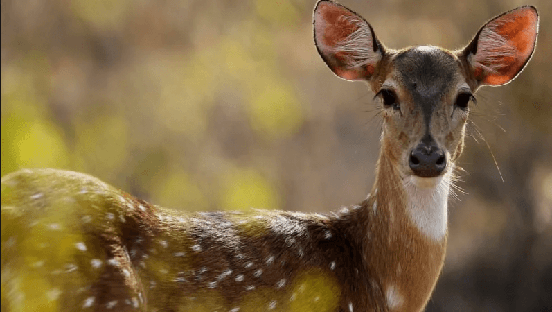 Representational image pet deer