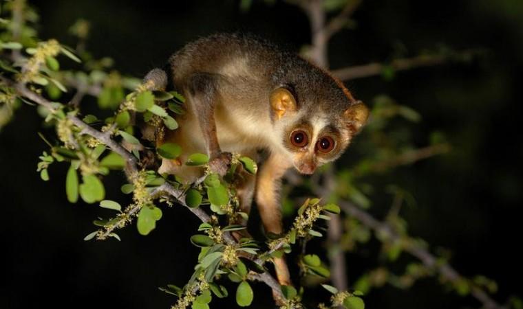 Slender loris Slender loris