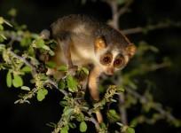 Slender loris