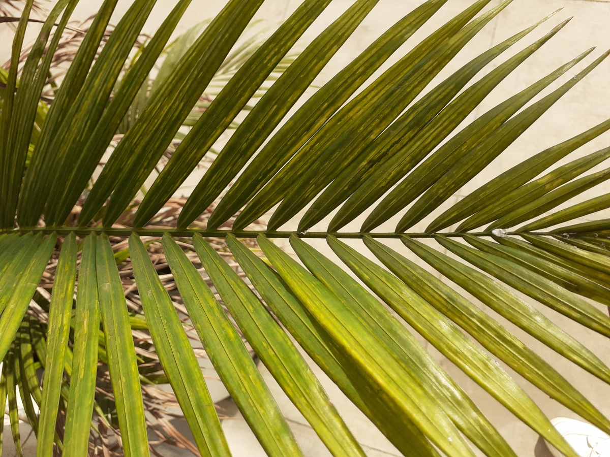 Samsung Galaxy M30 review: Normal camera mode Samsung Galaxy M30 review: Normal camera mode