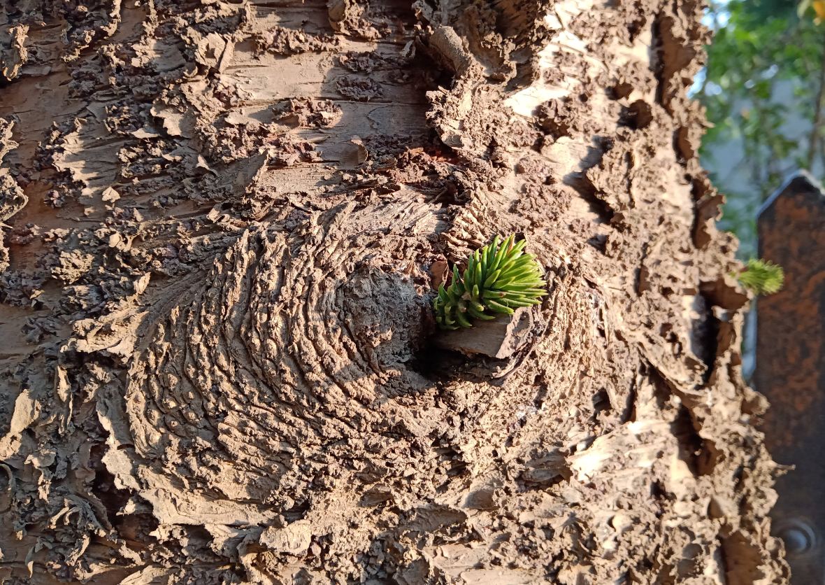 Realme 3, review, India, camera, launch, price