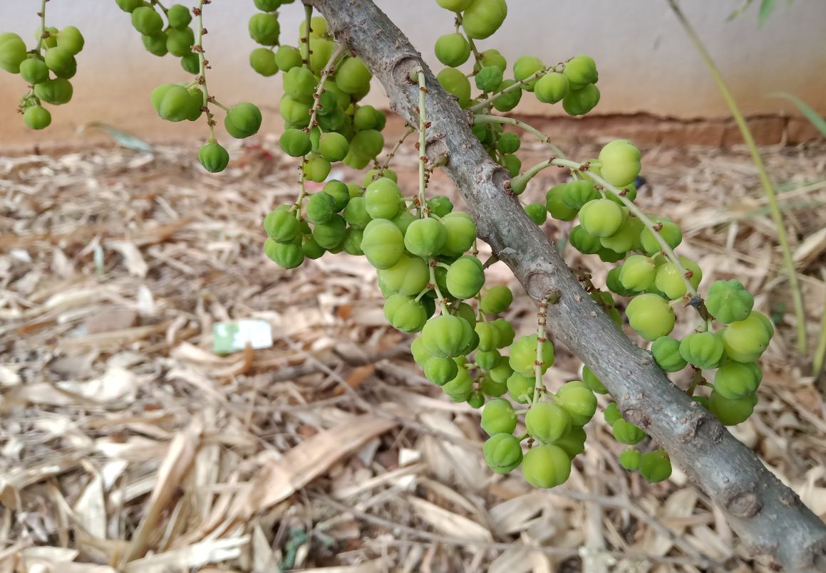 Realme 3, review, India, camera, launch, price