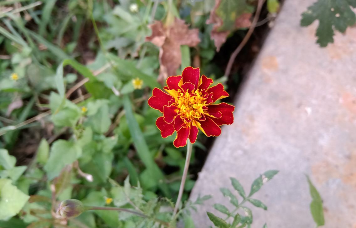 Realme 3, review, India, launch, price