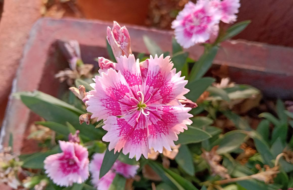 Realme 3, review, India, launch, price