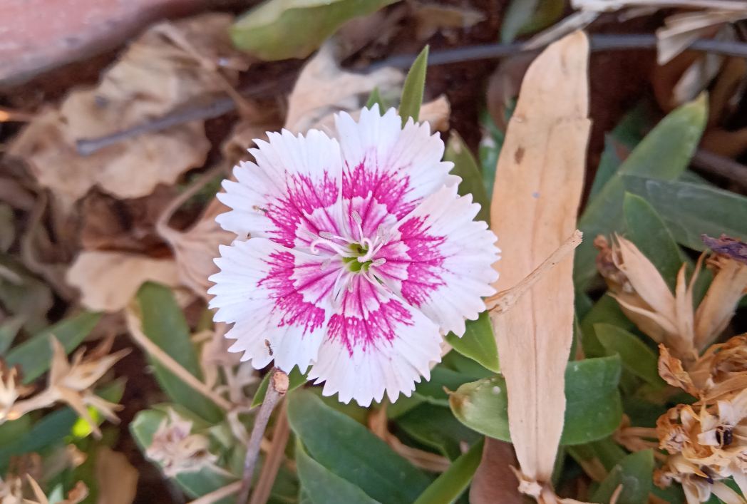 Realme 3, review, India, launch, price