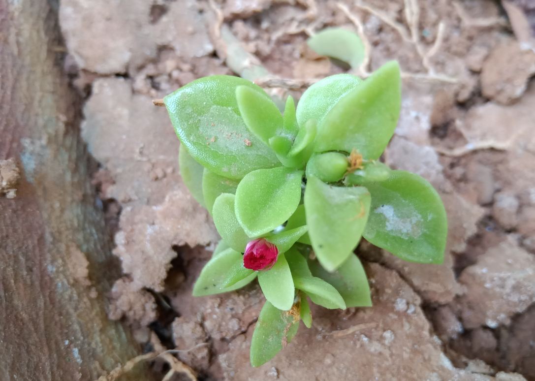 Realme 3, review, India, launch, price