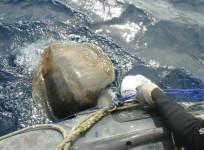 olive ridley turtle