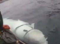 beluga whale russian spy