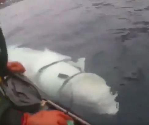 beluga whale russian spy