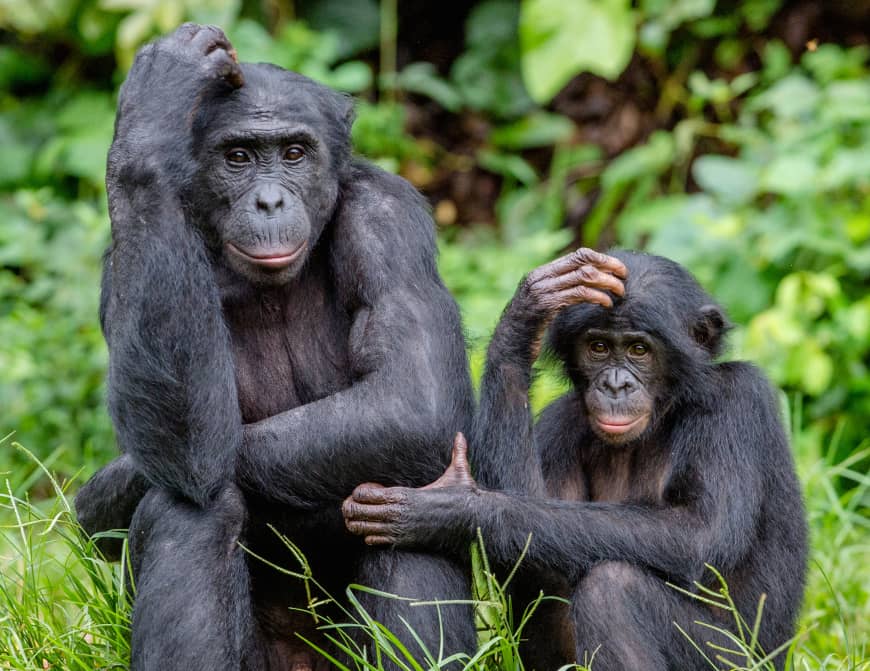 chimpanzee vs bonobo table
