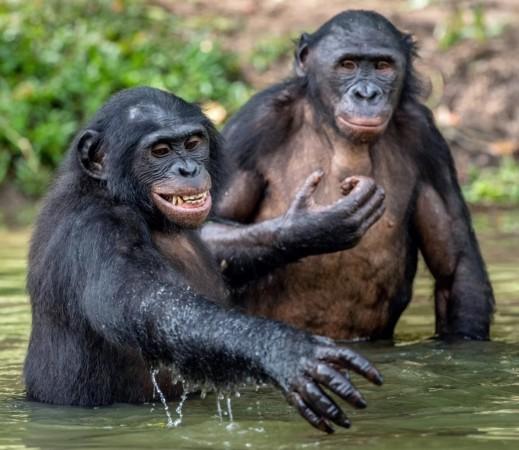 Genetic evidence shows bonobos mated with an ancient lineage for thousands of years while close relatives chimpanzees never did. Courtesy: LiveScience Bonobos may have mated with an ancient mystery great ape for thousands of years