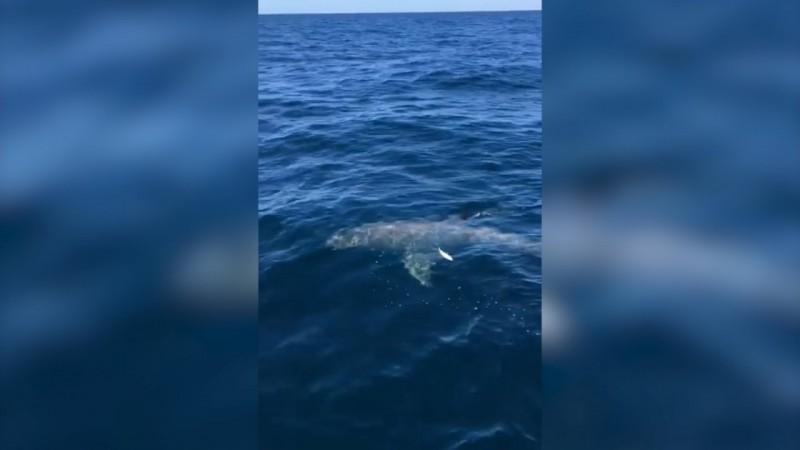 The 36-year-old was bitten on the leg in waters near Queensland's Fraser Island, north of Brisbane. Shark australia