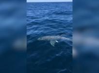 Great White Shark Spotted Off The Coast Of Florida