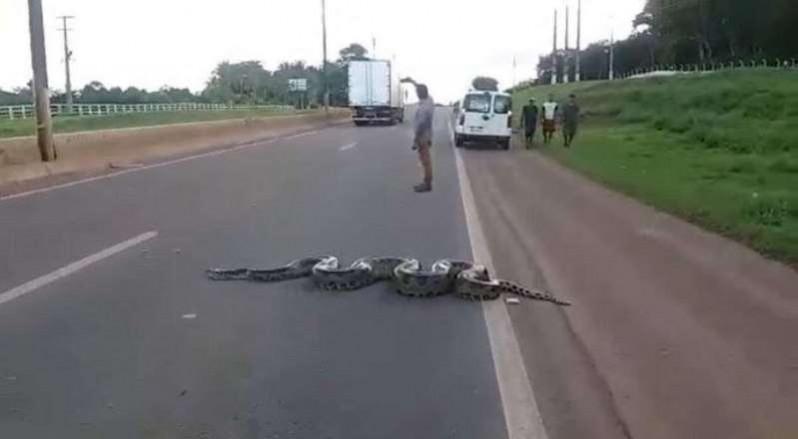 The giant green anaconda slithered its way across multiple lanes of a highway in Brazil. brazilian anaconda