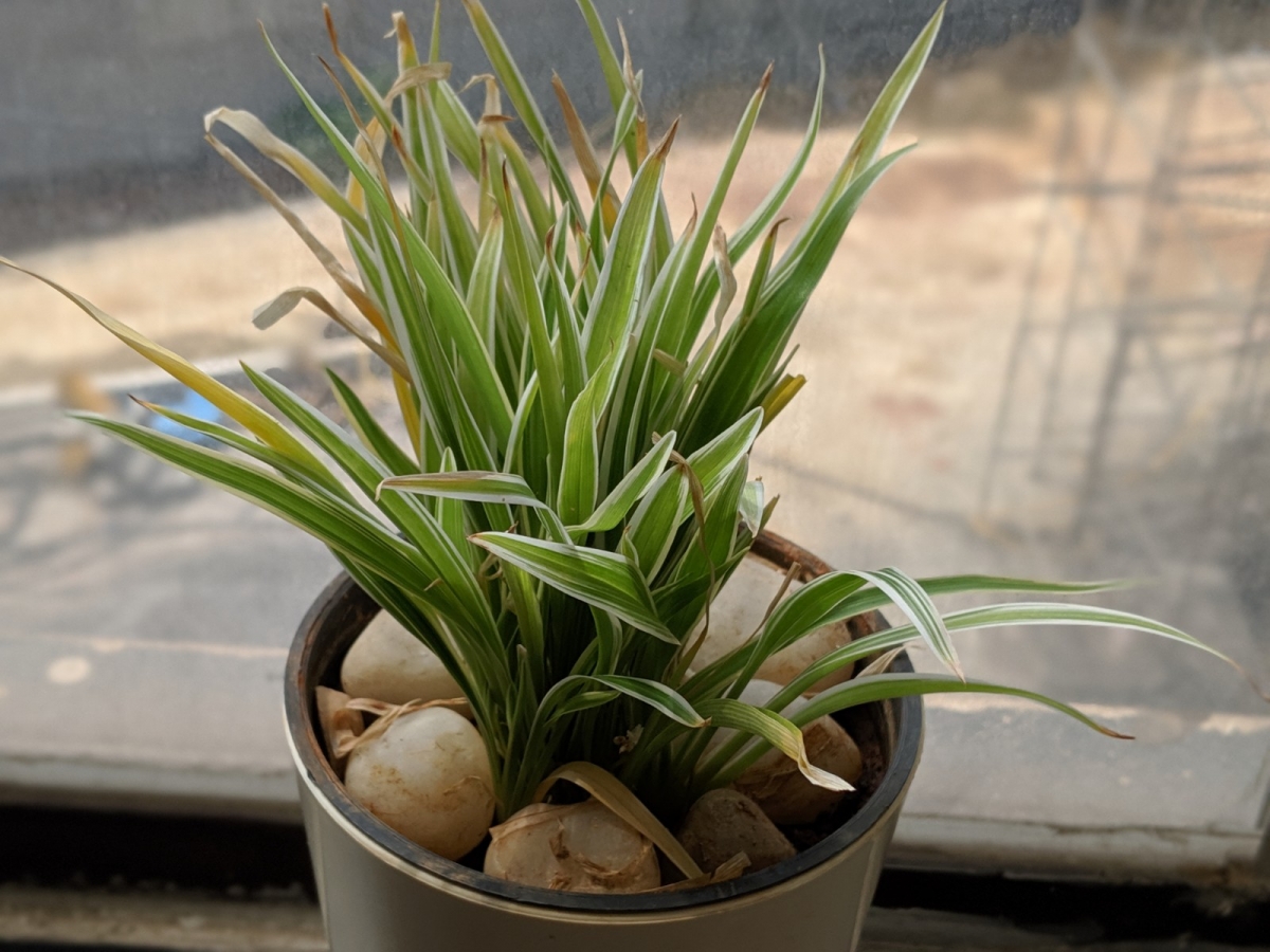 Pixel 3a camera samples Pixel 3a camera samples