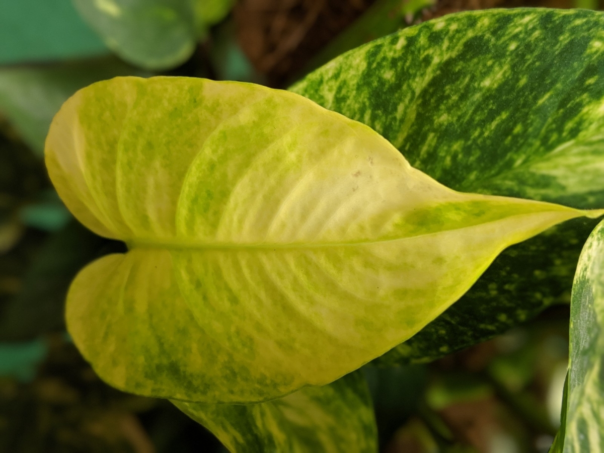 Pixel 3a camera samples Pixel 3a camera samples