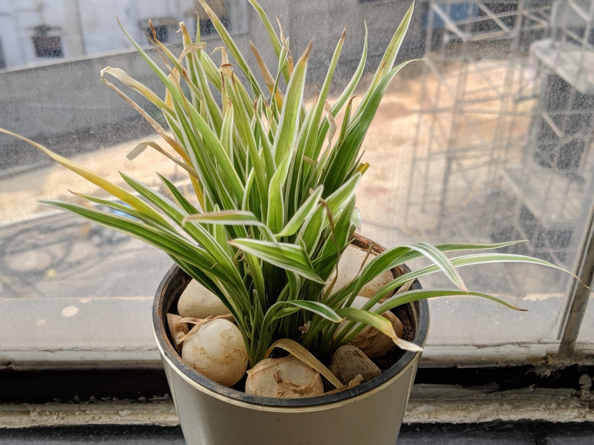 Pixel 3 XL camera samples Pixel 3 XL camera samples