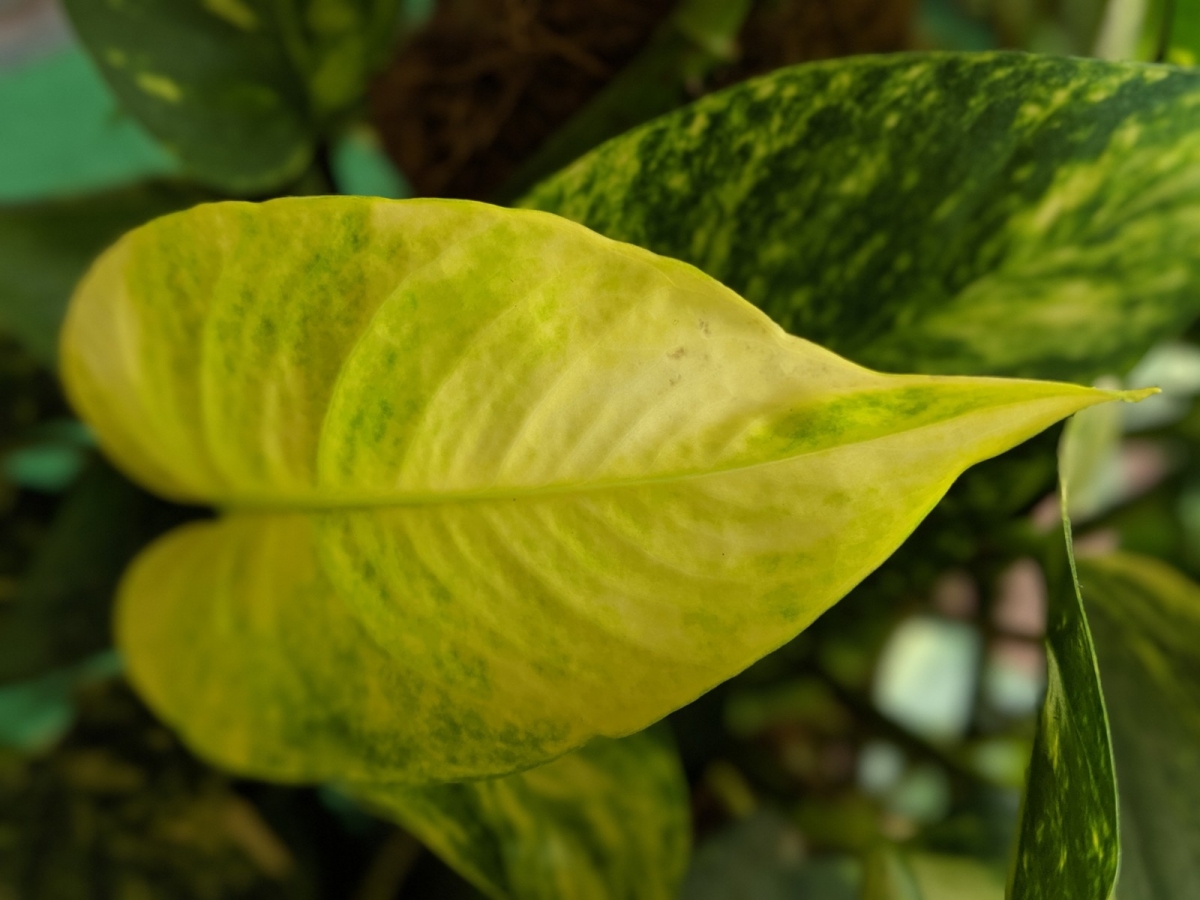 Pixel 3 XL camera samples Pixel 3 XL camera samples