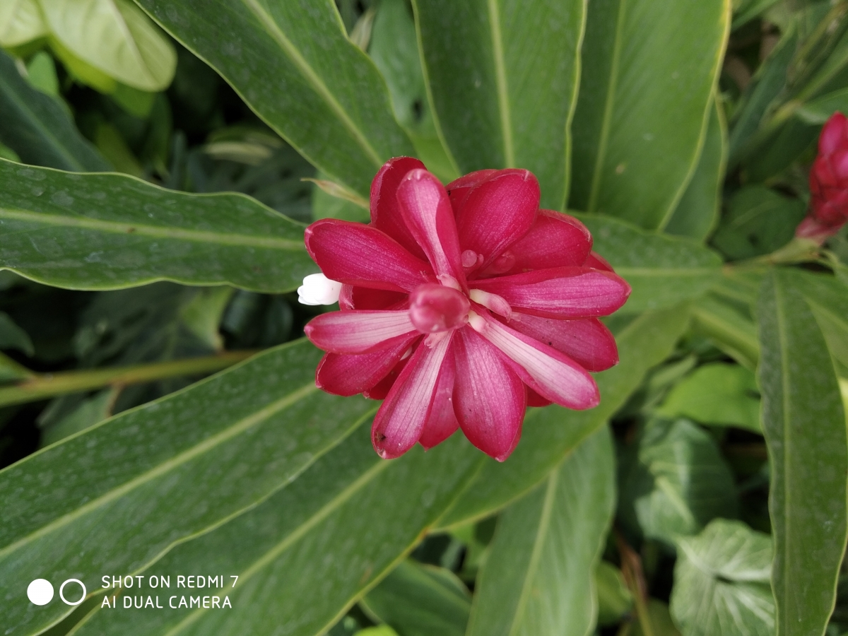 Xiaomi Redmi 7 camera samples Xiaomi Redmi 7 camera samples