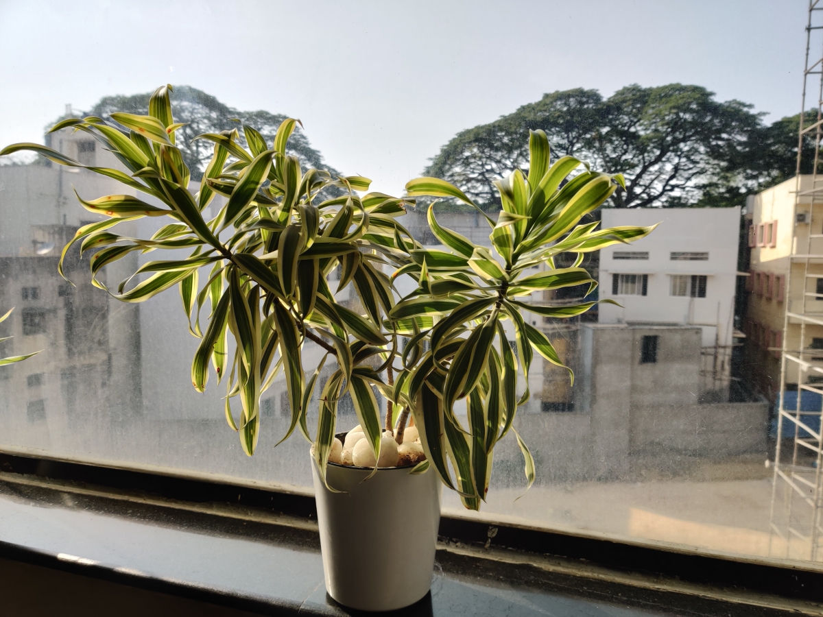 OnePlus 7 Pro camera sample: Portrait