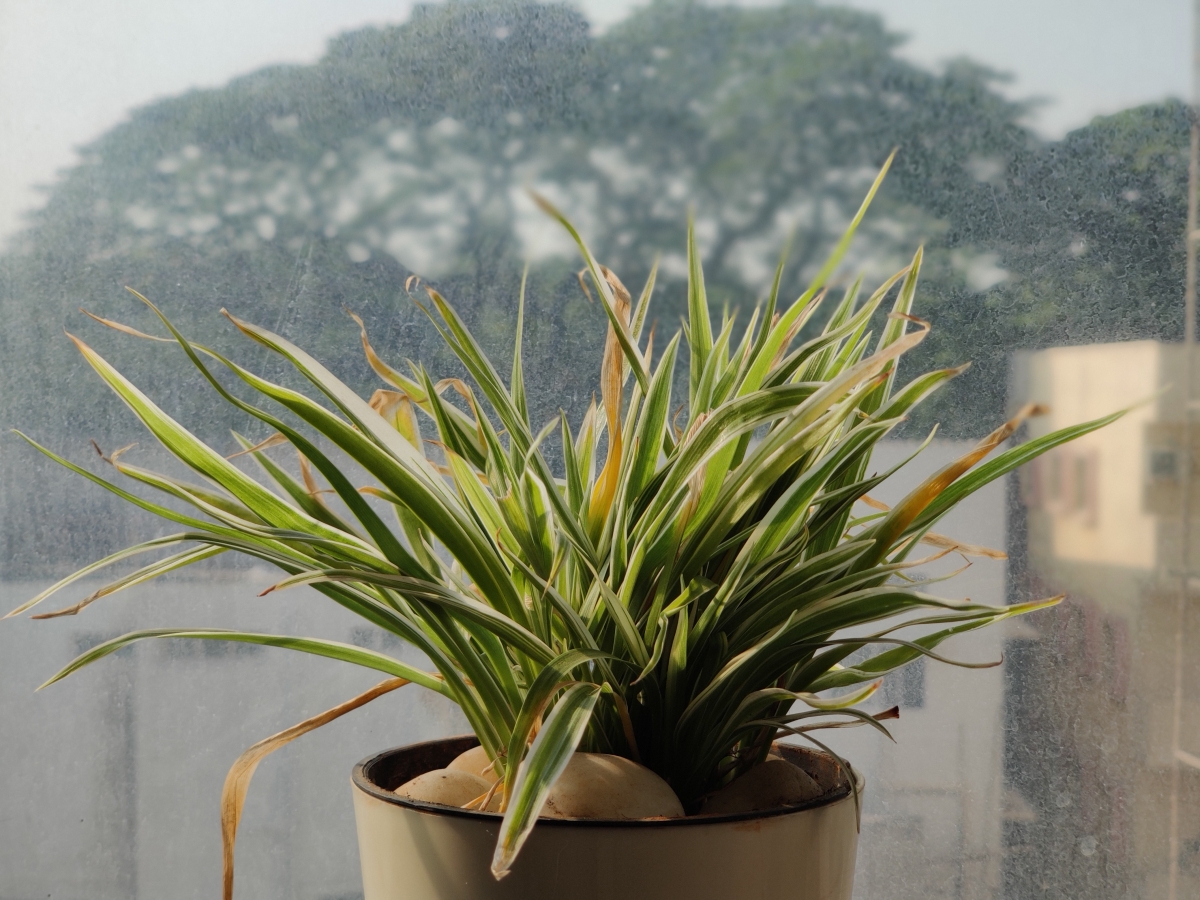 OnePlus 7 Pro camera sample: Portrait