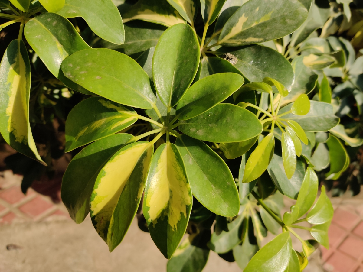 OnePlus 7 Pro camera sample: Normal